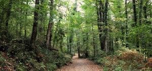 Ormanya sonbahar renkleriyle ziyaretçilerini ağırlıyor