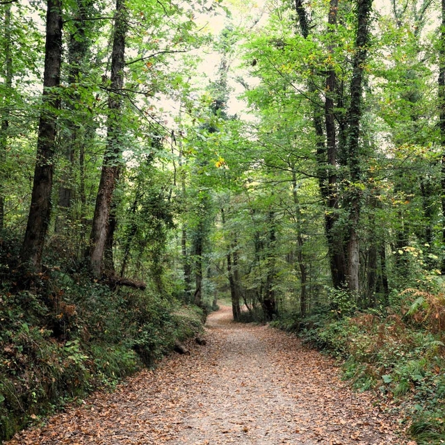 Ormanya sonbahar renkleriyle ziyaretçilerini ağırlıyor
