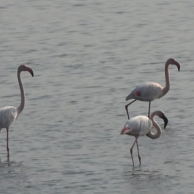Hersek Lagünü'nde flamingo popülasyonu artıyor
