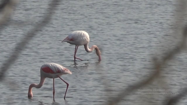 Hersek Lagünü'nün gözde misafirleri flamingolar