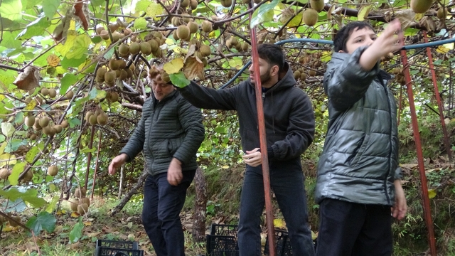 İran'dan gelen kivi fiyatları ucuzlatıyor