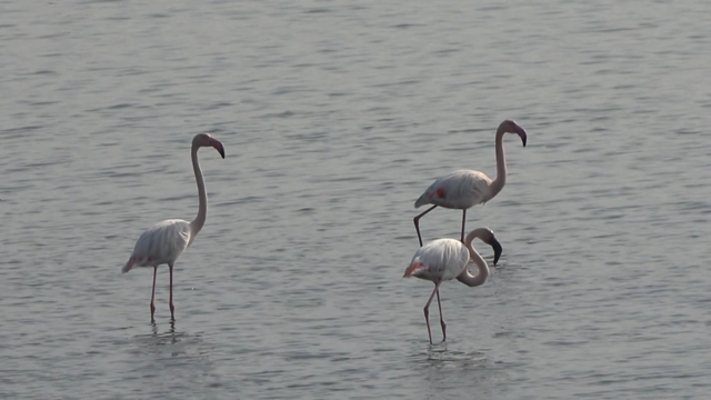 Hersek Lagünü'nde flamingo popülasyonu artıyor