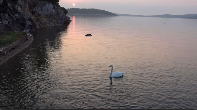Ayvalık'ta sevimli kuğu Paşa Limanı'nın simgesi oldu
