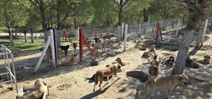İlçelerdeki sahipsiz köpekler toplanıyor
