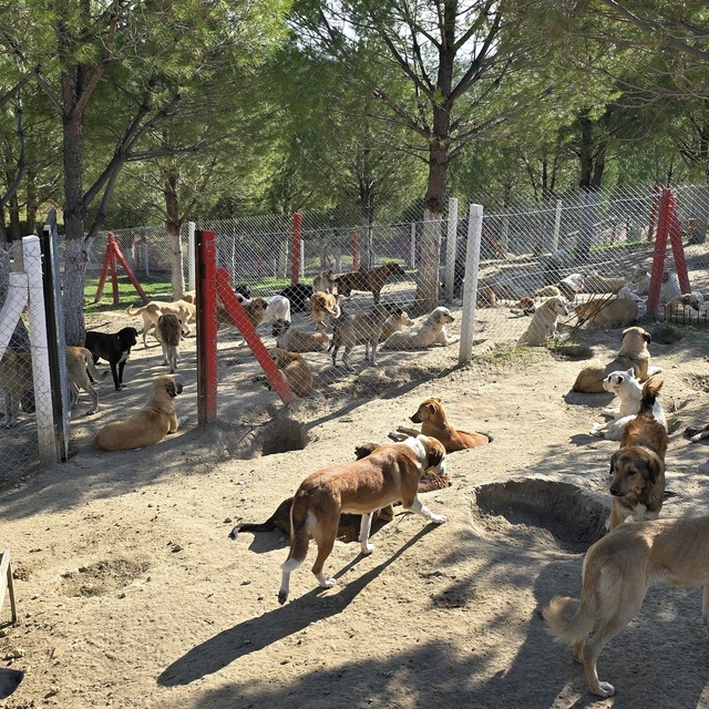İlçelerdeki sahipsiz köpekler toplanıyor