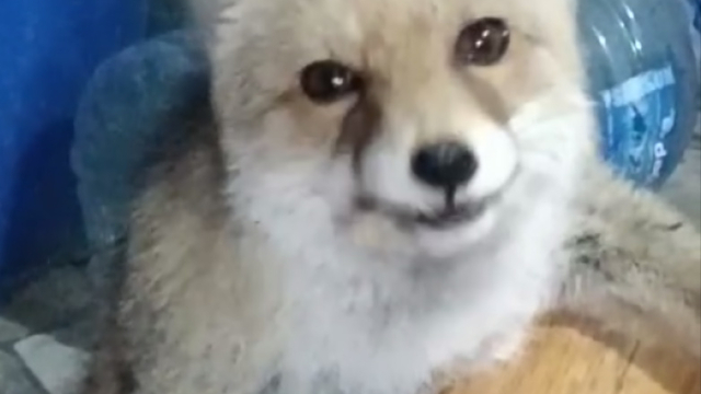 Bağ evinin bahçesine giren tilkileri besledi