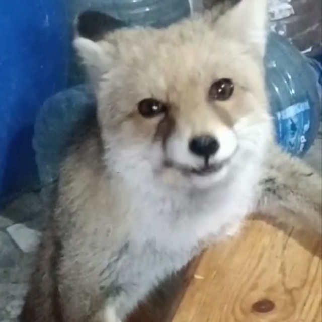 Bağ evinin bahçesine giren tilkileri besledi