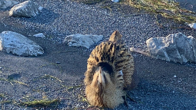 Eğirdir Gölü'nde yaralı bulunan Güney Amerika balabanı koruma altına alındı