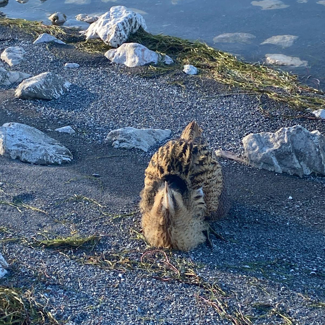 Eğirdir Gölü'nde yaralı bulunan Güney Amerika balabanı koruma altına alındı