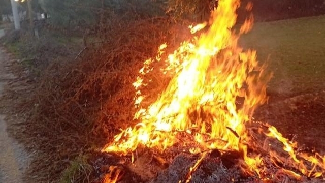Milas'taki orman yangınları büyümeden söndürüldü