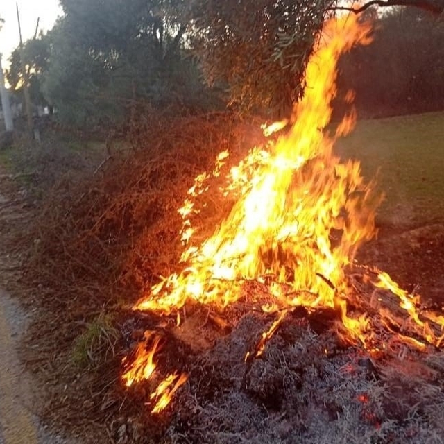 Milas'taki orman yangınları büyümeden söndürüldü