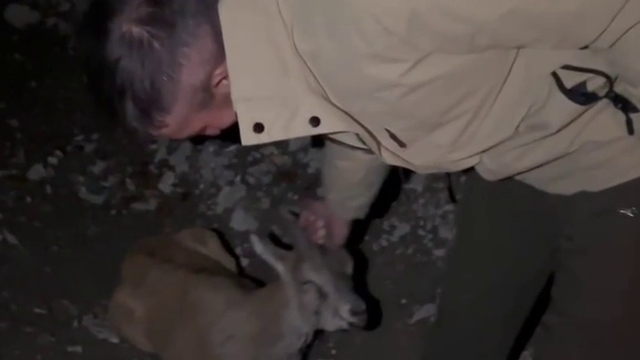 Duyarlı gençlerden örnek davranış
Yaralı dağ keçisini yetkililere teslim ettiler