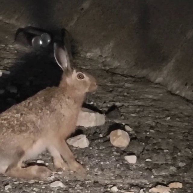 Otoyolda yabani tavşan görüntülendi