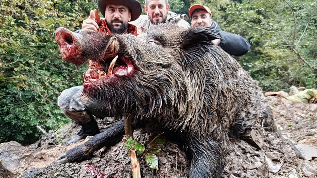 Trabzon'da sürek avında 300 kg'lık domuz fişeklerin hedefi oldu