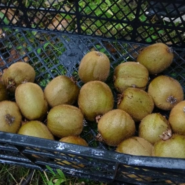 Kivi üreticileri İran kivisinden rahatsız