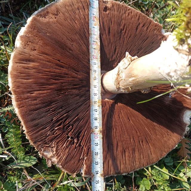 Doğada büyüyen dev mantarlar şaşkına çevirdi