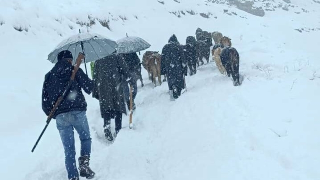 Hakkari'de dağda mahsur kalan sürü kurtarıldı