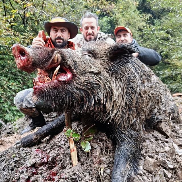 Trabzon'da sürek avında 300 kg'lık domuz fişeklerin hedefi oldu