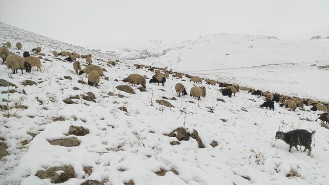 Kar yağdı, koyun sürüsü yaylada kaldı