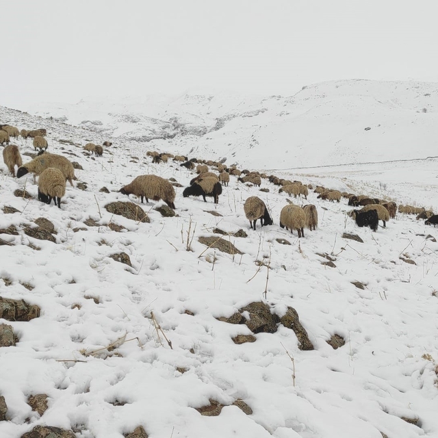 Kar yağdı, koyun sürüsü yaylada kaldı