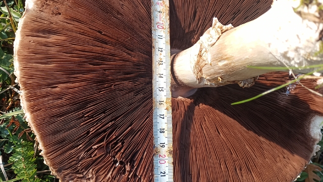 Doğada büyüyen dev mantarlar şaşkına çevirdi