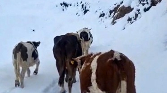 Hizan'da yayladaki hayvanlar kara hazırlıksız yakalandı