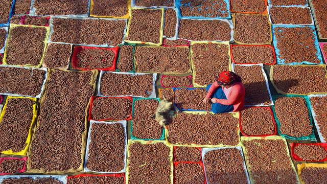 3'lü kıskaçtaki fındıkta düşük rekolteye rağmen hedef rekor ihracat