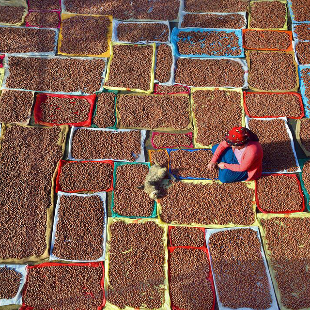 3'lü kıskaçtaki fındıkta düşük rekolteye rağmen hedef rekor ihracat