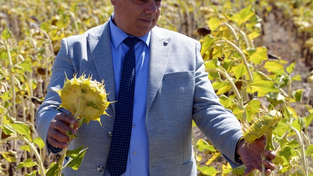 2050 yılında buğday, mısır, ayçiçeği üretimi düşecek