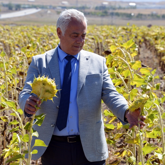 2050 yılında buğday, mısır, ayçiçeği üretimi düşecek