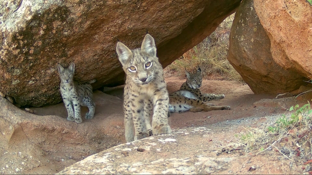 Ormanın hayaletleri ailece görüntülendi
Geçmişte bir tek vaşak bile nadir görülürken, Sivas'ta doğa fotoğrafçıları vaşak ailesini aynı anda görüntülemeyi başardı