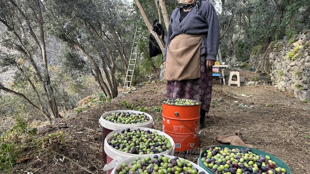 Artvin'de Butko Zeytininin hasadı devam ediyor