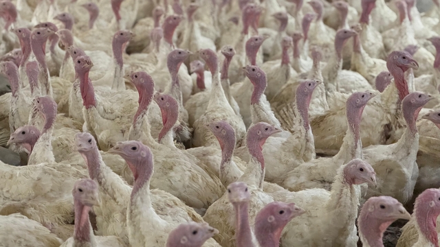 Bolu'da üreticilere "kuş gribi" uyarısı