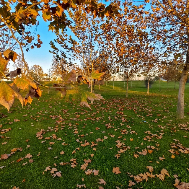 Güzelyurt sonbahar renklerine büründü