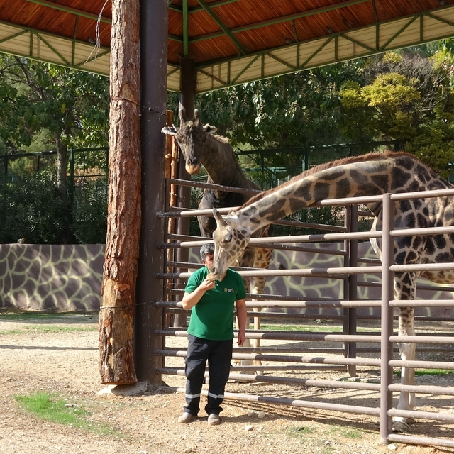 Zürafalar ile bakıcılarının dostluğu şaşırtıyor