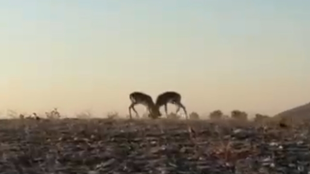 Dağ ceylanlarının kafa kafa verdiği mücadele kamerada