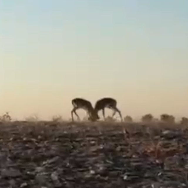 Dağ ceylanlarının kafa kafa verdiği mücadele kamerada