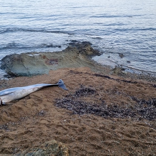 Gelibolu'da ölü bir yunus sahile vurdu