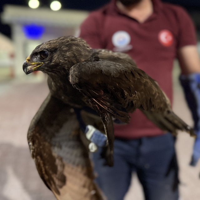 Sinop'ta yaralı kızıl şahin tedavi altına alındı
