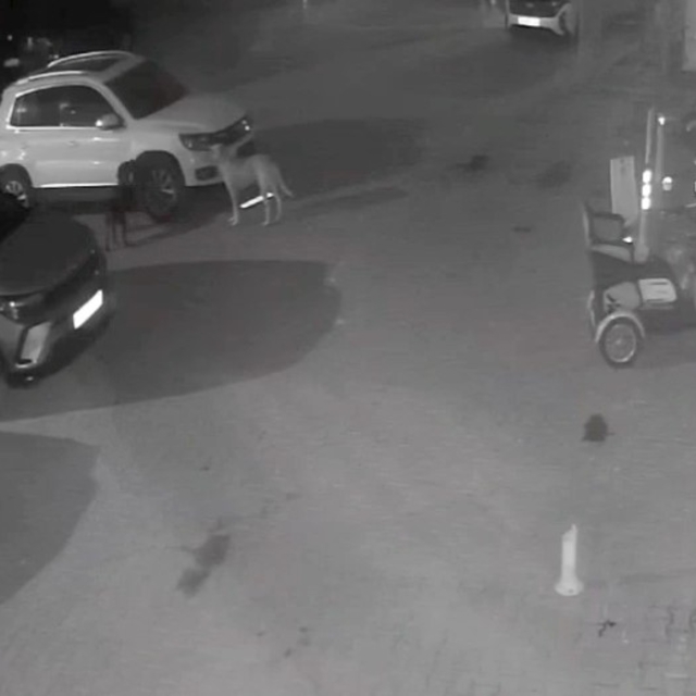 Sokak köpekleri park halindeki aracı parçaladı: O anlar kamerada