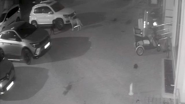 Sokak köpekleri park halindeki aracı parçaladı: O anlar kamerada