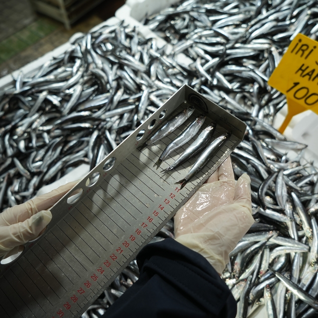 Balık tezgahlarına yakın markaj: 109 kişi ve işletmeye 2,5 milyon TL ceza