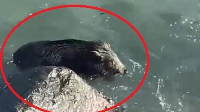 Ordu'da denizde yaban domuzu görüntülendi