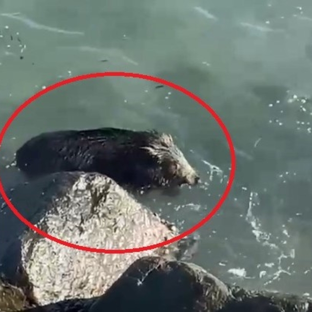 Ordu'da denizde yaban domuzu görüntülendi