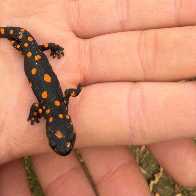 Van'da nadir rastlanan benekli semender görüldü