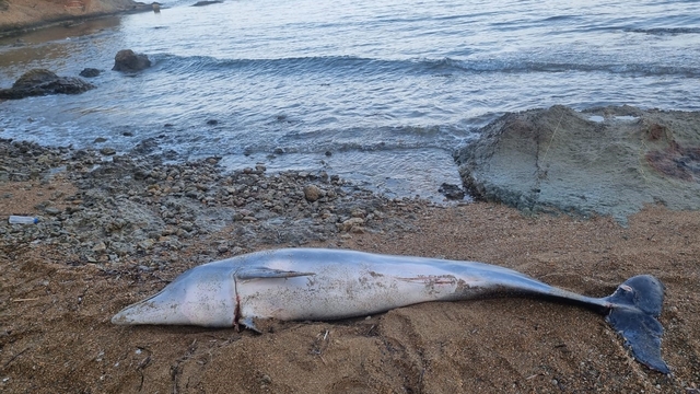 Çanakkale'de ölü yunus balığı sahile vurdu