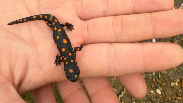Van'da nadir rastlanan benekli semender görüldü
