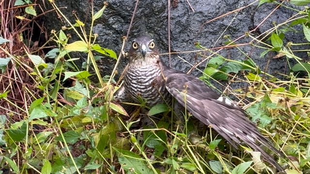 Rize'de atmacalar bıldırcın avında yarıştı