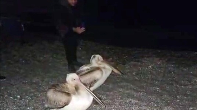 Dünyaca ünlü sahilde pelikan şaşkınlığı
Konyaaltı Sahili'ne gezmeye gelen vatandaşlar, 2 ak pelikanı görünce cep telefonuna sarıldı