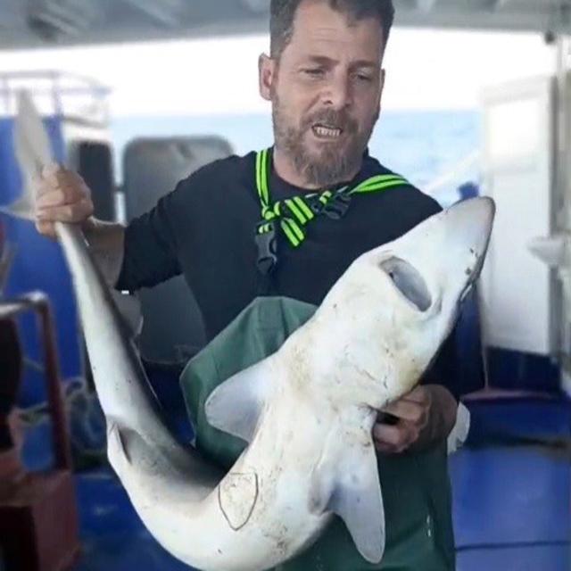 Ağa takılan köpekbalığı denize bırakıldı